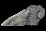 Partial Fossil Megalodon Tooth #84268-1